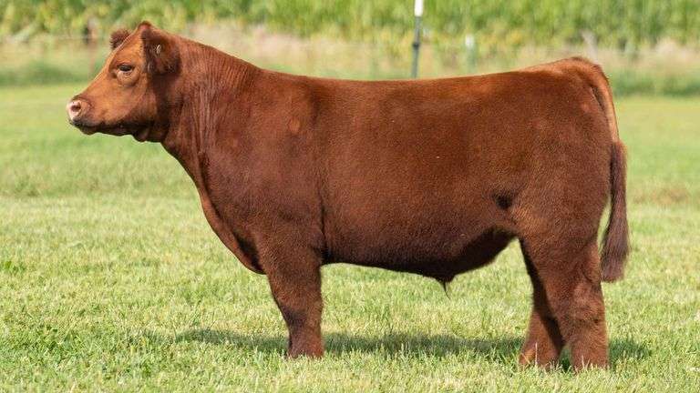 TAG 129 STEER