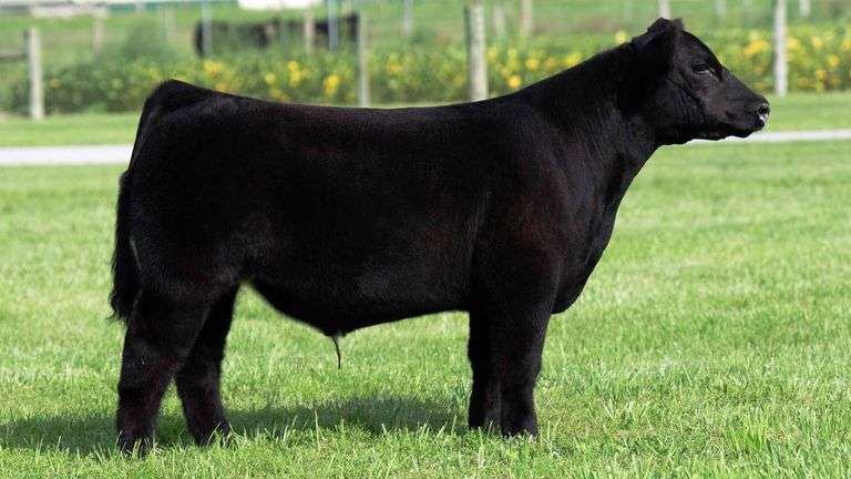 TAG 101 STEER