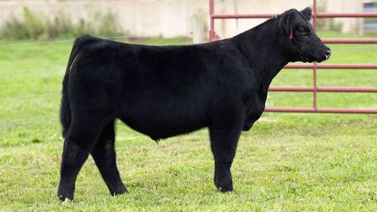 TAG 2 STEER