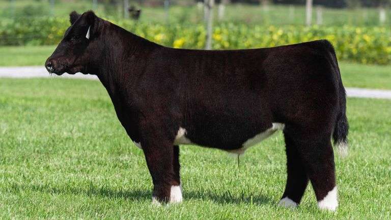 TAG 107 STEER