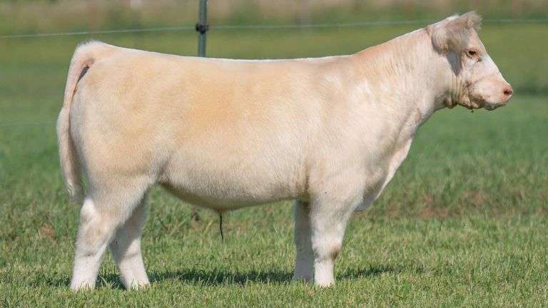 TAG 132 STEER