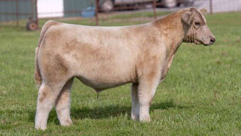 TAG 102 STEER