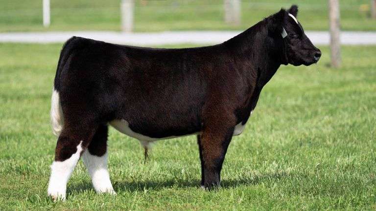 TAG 109 STEER