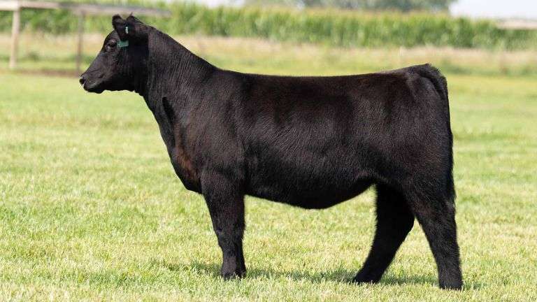 TAG 137 HEIFER
