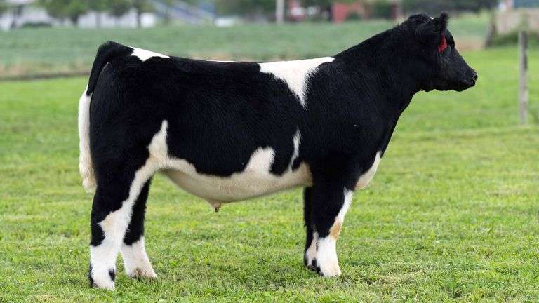 TAG 4 STEER