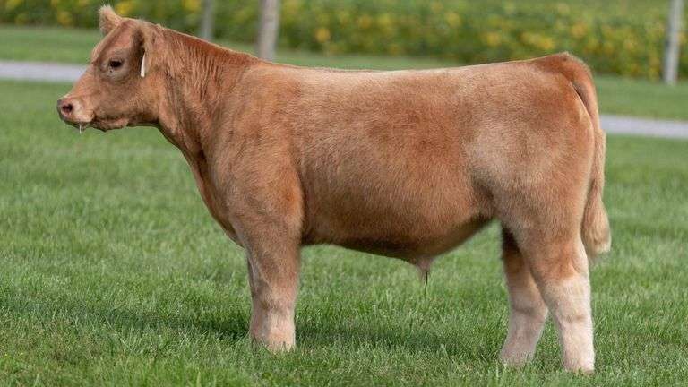 TAG 105 STEER
