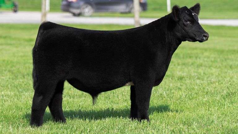 TAG 100 STEER
