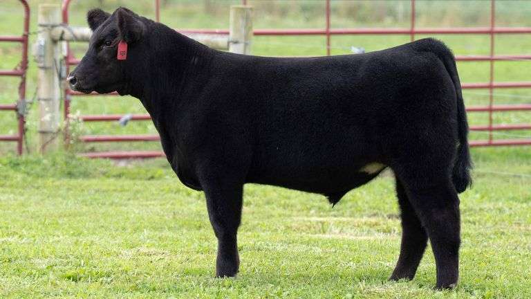 TAG 3 STEER