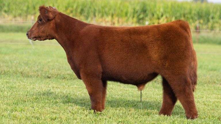 TAG 128 STEER