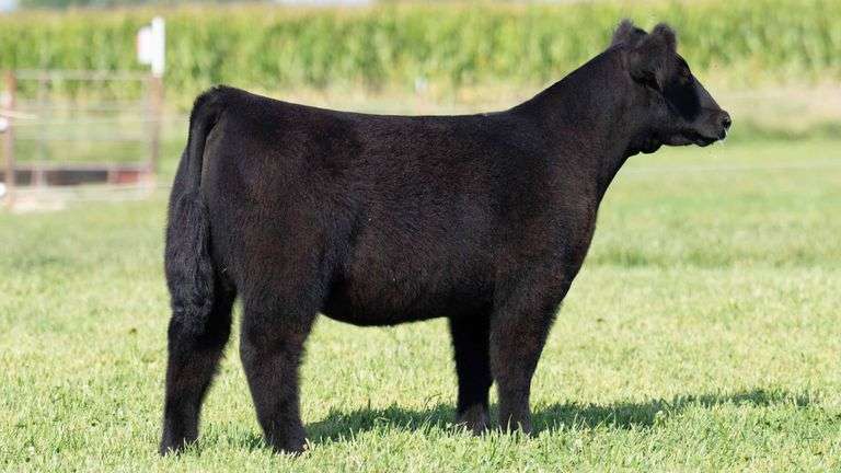 TAG 131 HEIFER