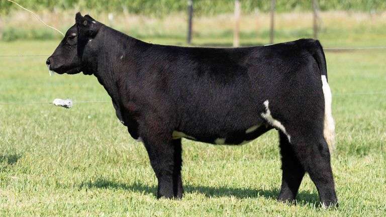 TAG 138 HEIFER