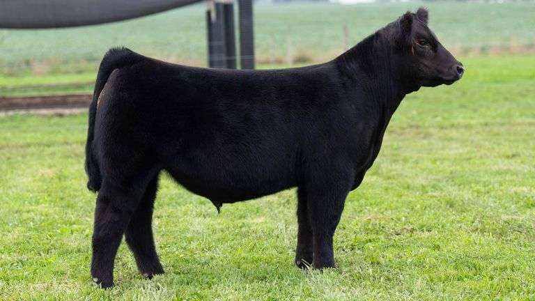 TAG 8 STEER