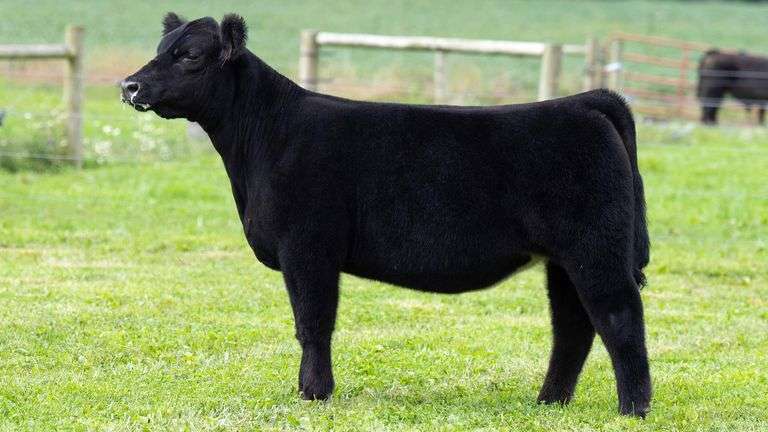 TAG 22 HEIFER