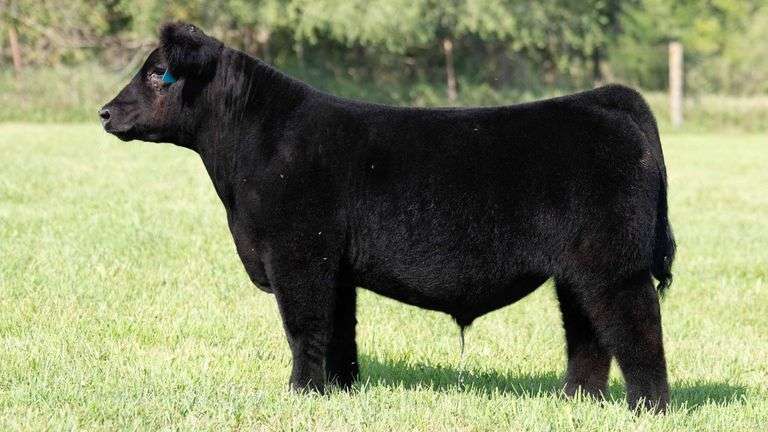 TAG 308 STEER