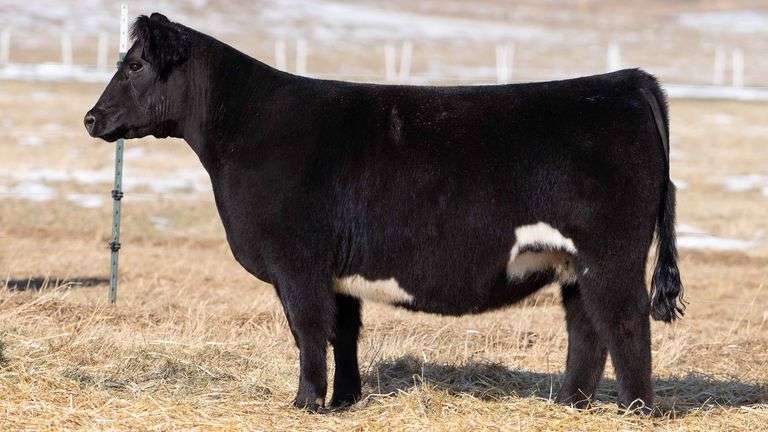 DONOR 48 X CHOICE EMBRYOS