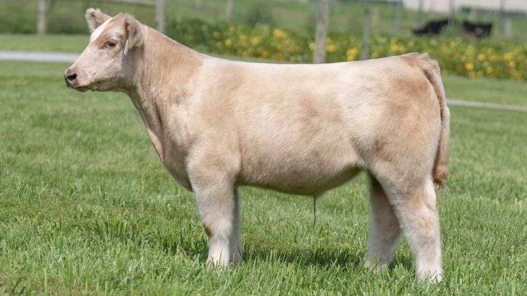TAG 110 STEER