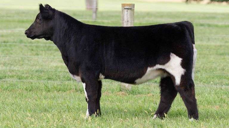 TAG 6 HEIFER
