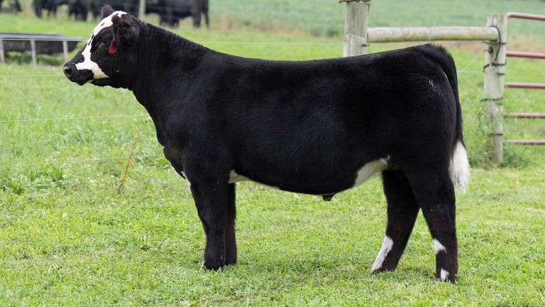 TAG 6 STEER