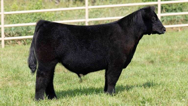 TAG 301 STEER