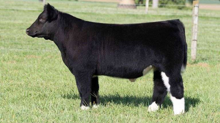 TAG 1 STEER