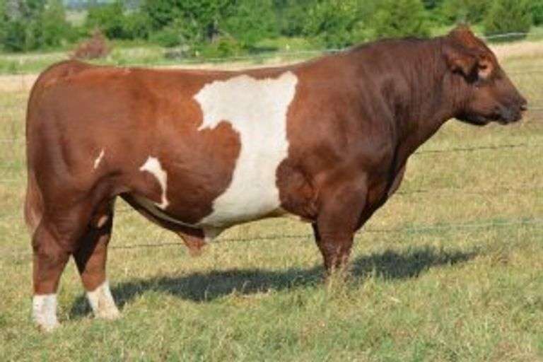 RED HAWK A SEMEN