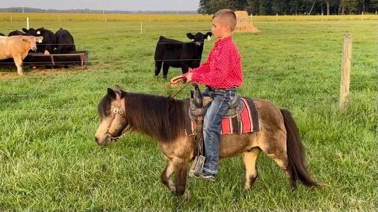 15YR OLD PONY