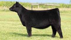 TAG 106 HEIFER
