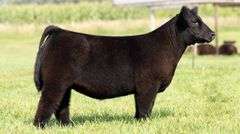 TAG 101 HEIFER