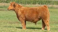 TAG 107 STEER