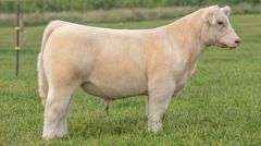 TAG 108 STEER