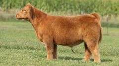 TAG 102 STEER
