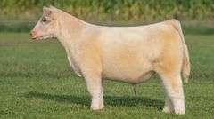 TAG 103 STEER