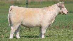 TAG 132 STEER