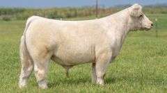 TAG 105 STEER