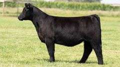 TAG 137 HEIFER
