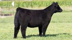 TAG 131 HEIFER