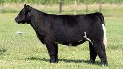 TAG 138 HEIFER