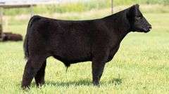 TAG 104 STEER