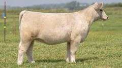 TAG 130 HEIFER