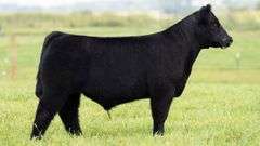 TAG 109 STEER