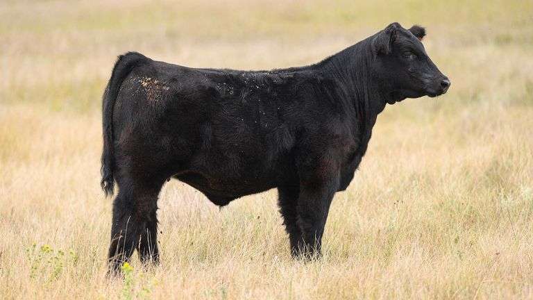 LOT 48 HEIFER
