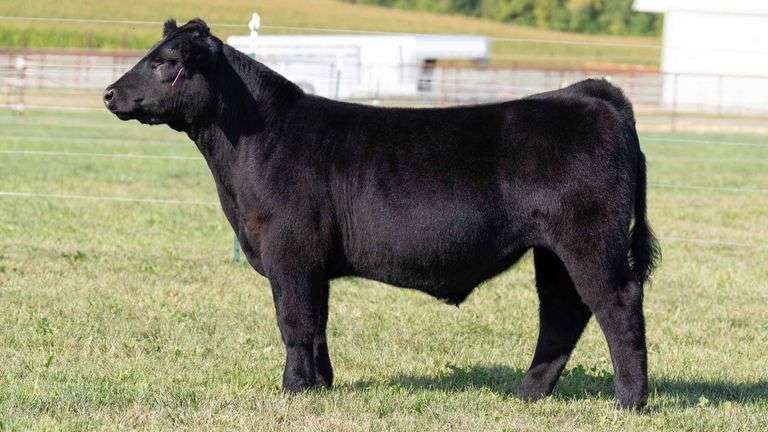 TAG 7 STEER