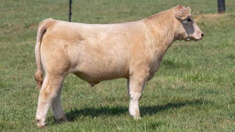 TAG 58 STEER