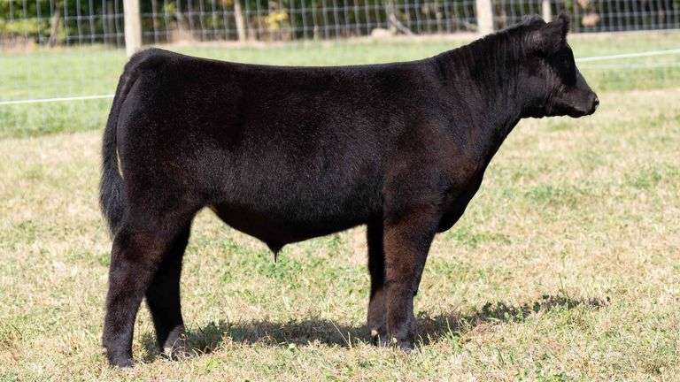 TAG 2 STEER