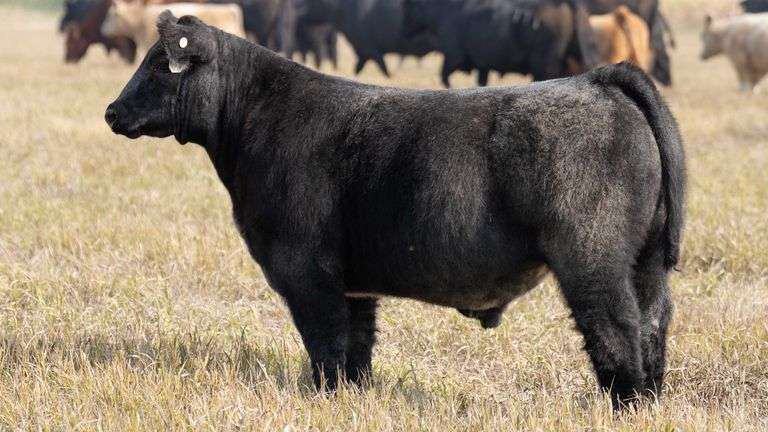 TAG 53 STEER