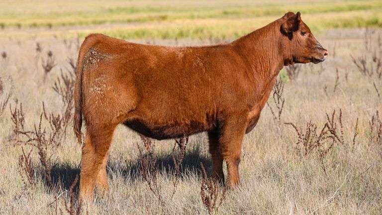 LOT 33 HEIFER