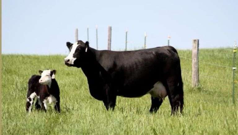 MAXIMUS X IGWT EMBRYOS