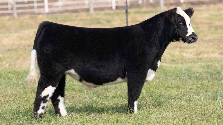 TAG 17 STEER