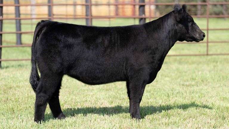 TAG 125 HEIFER