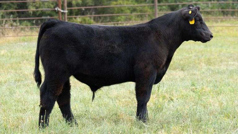 TAG Y45 STEER
